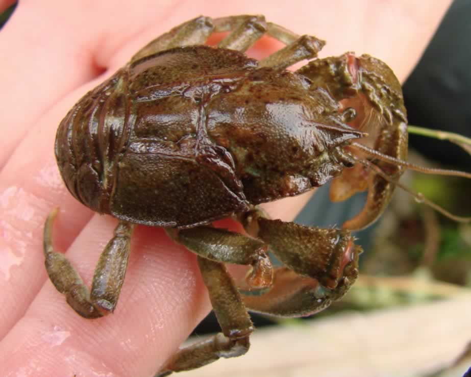 Aegla crab